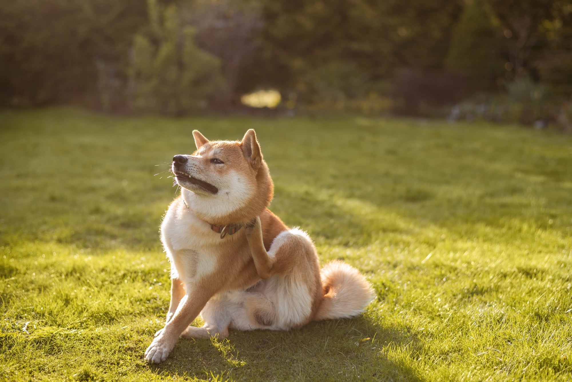 Waarom hijgt en trilt mijn hond?