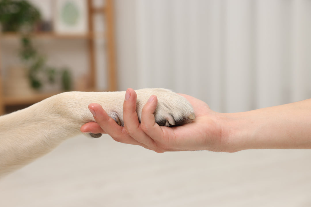 Help, mijn hond heeft jeuk aan z’n pootjes!