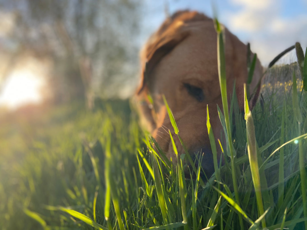 Mijn hond eet gras, wat nu?