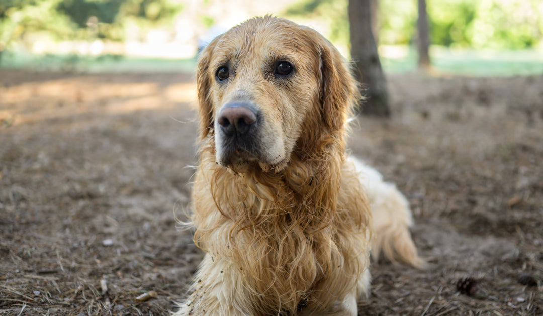 Help, mijn hond stinkt!